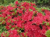 Azalea japonica 'Geisha Fumiko' 